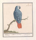 Psittacus erithacus con coda rossa e grigia - Anselmus Botius de Boodt — vista dell’opera