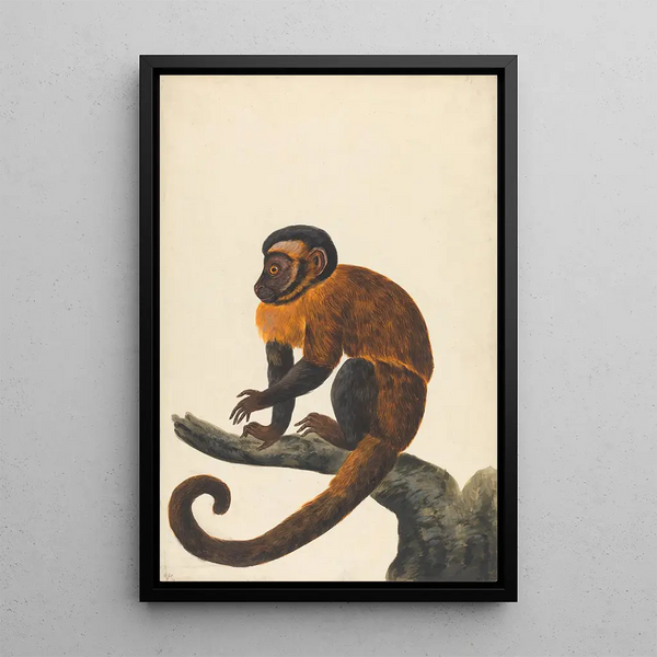Un capuchin - Peter Paillou le Jeune — quadro incorniciato alla parete