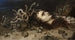 Tête de Méduse - Peter Paul Rubens — vista dell’opera