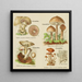 Petit atlas des champignons Pl 10 - Delachaux Niestle — quadro incorniciato alla parete