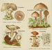 Petit atlas des champignons Pl 10 - Delachaux Niestle — vista dell’opera