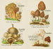 Petit atlas des champignons Pl 2 - Delachaux Niestlé — vista dell’opera