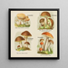 Petit atlas dei funghi Pl4 - Delachaux Niestle — quadro incorniciato alla parete