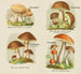 Petit atlas dei funghi Pl4 - Delachaux Niestle — vista dell’opera