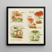 Petit atlas des champignons Pl6 - Delachaux Niestlé — quadro incorniciato alla parete
