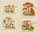 Petit atlas dei funghi Pl7 - Delachaux Niestle — vista dell’opera