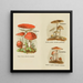 Petit atlas dei funghi Pl8 - Delachaux Niestle — quadro incorniciato alla parete