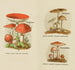 Petit atlas dei funghi Pl8 - Delachaux Niestle — vista dell’opera