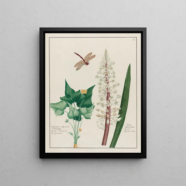 Petr Martynovich Gofman - Contrayerva Officinalis and Scilla.webp