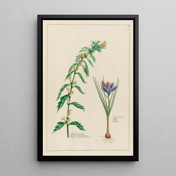 Jusquiame noire et Crocus sativus - Petr Martynovich Gofman — quadro incorniciato alla parete