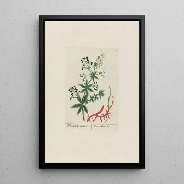 Garance des teinturiers - Petr Martynovich Gofman — quadro incorniciato alla parete
