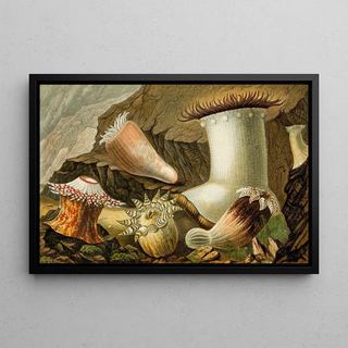 Philip Henry Gosse - Hormathia Margaritae Phellia BrodriciiPeachia hastata P undata.webp