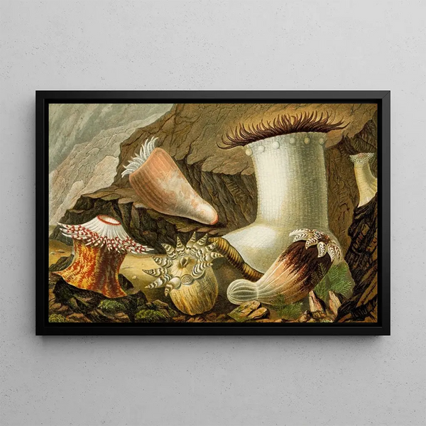 Philip Henry Gosse - Hormathia Margaritae Phellia BrodriciiPeachia hastata P undata.webp