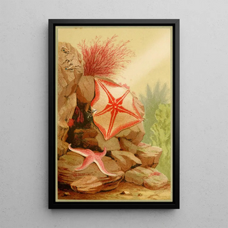 Philip Henry Gosse - Star Fishes.webp