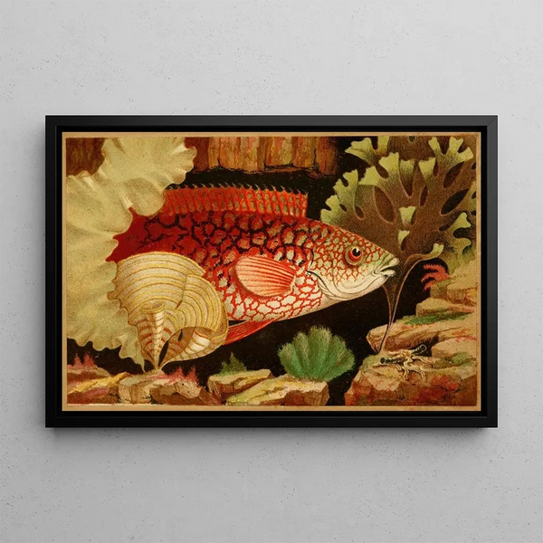 Philip Henry Gosse - The Ancient Wrasse.webp
