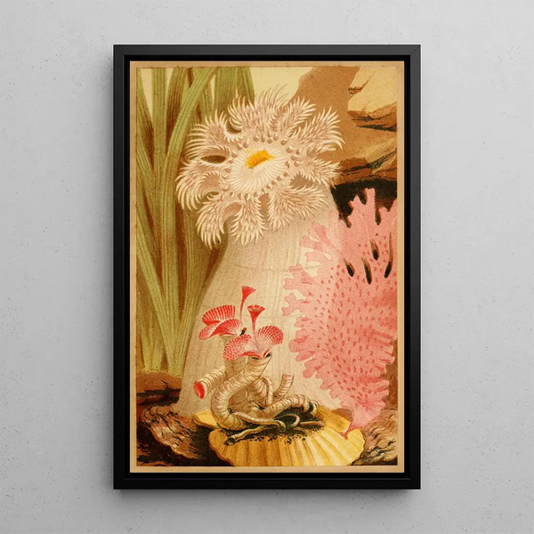Philip Henry Gosse - The Plumose Anemone.webp