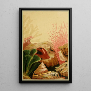 Philip Henry Gosse - The Smooth Anemone.webp