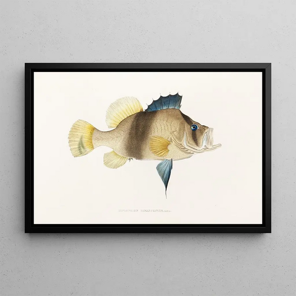 Fauna japonica Pl003 - Philipp Franz Balthasar von Siebold — quadro incorniciato alla parete