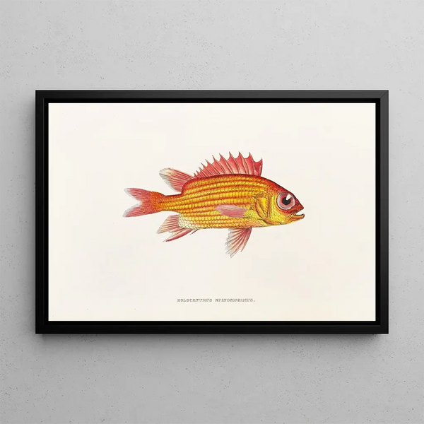 Fauna japonica Pl013 - Philipp Franz Balthasar von Siebold — quadro incorniciato alla parete
