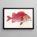 Fauna japonica Pl015 - Philipp Franz Balthasar von Siebold — quadro incorniciato alla parete