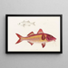 Fauna giapponese Pl020 - Philipp Franz Balthasar von Siebold — quadro incorniciato alla parete