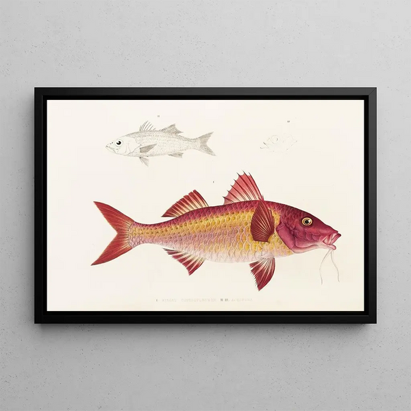 Fauna giapponese Pl020 - Philipp Franz Balthasar von Siebold — quadro incorniciato alla parete
