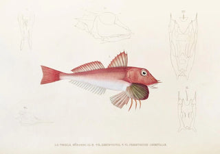 Philipp Franz Balthasar von Siebold - Fauna japonica Pl022.webp