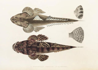 Philipp Franz Balthasar von Siebold - Fauna japonica Pl025.webp