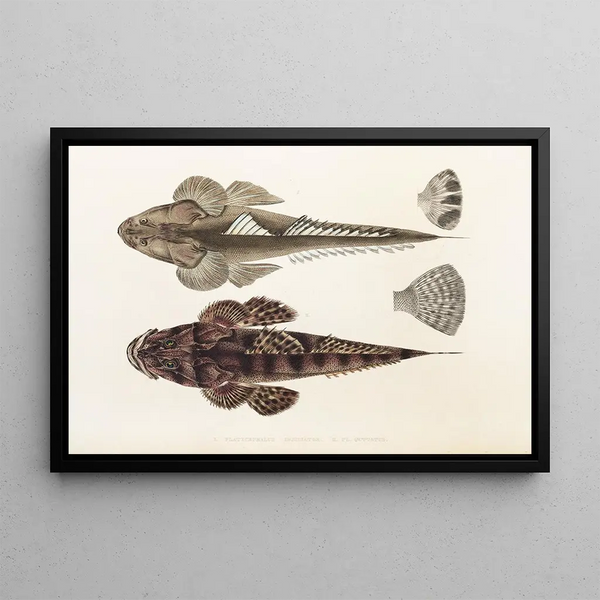Fauna japonica Pl025 - Philipp Franz Balthasar von Siebold — quadro incorniciato alla parete