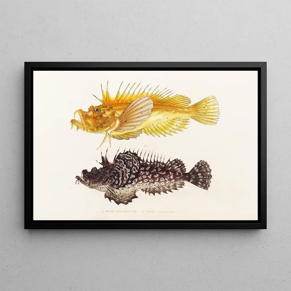 Fauna japonica Pl029 - Philipp Franz Balthasar von Siebold — quadro incorniciato alla parete