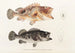 Fauna japonica Pl032 - Philipp Franz Balthasar von Siebold — vista dell’opera