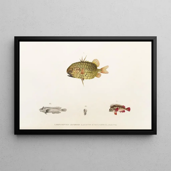Fauna japonica Pl033 - Philipp Franz Balthasar von Siebold — quadro incorniciato alla parete