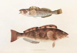 Philipp Franz Balthasar von Siebold - Fauna japonica Pl035.webp