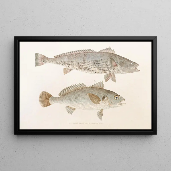 Fauna japonica Pl036 - Philipp Franz Balthasar von Siebold — quadro incorniciato alla parete