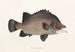 Fauna giapponese Pl037 - Philipp Franz Balthasar von Siebold — vista dell’opera