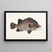 Fauna giapponese Pl037 - Philipp Franz Balthasar von Siebold — quadro incorniciato alla parete