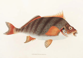 Philipp Franz Balthasar von Siebold - Fauna japonica Pl042.webp