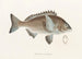 Fauna giapponese Pl045 - Philipp Franz Balthasar von Siebold — vista dell’opera