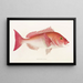 Fauna giapponese Pl048 - Philipp Franz Balthasar von Siebold — quadro incorniciato alla parete