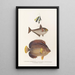 Fauna japonica Pl057 - Philipp Franz Balthasar von Siebold — quadro incorniciato alla parete