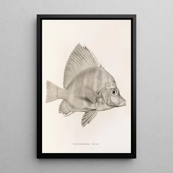 Philipp Franz Balthasar von Siebold - Fauna japonica Pl058.webp