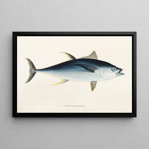 Fauna giapponese Pl064 - Philipp Franz Balthasar von Siebold — quadro incorniciato alla parete