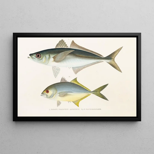 Fauna giapponese Pl072 - Philipp Franz Balthasar von Siebold — quadro incorniciato alla parete