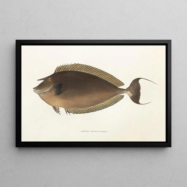 Philipp Franz Balthasar von Siebold - Fauna japonica Pl083.webp