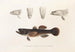 Fauna giapponese Pl091 - Philipp Franz Balthasar von Siebold — vista dell’opera