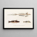 Fauna giapponese Pl094 - Philipp Franz Balthasar von Siebold — quadro incorniciato alla parete