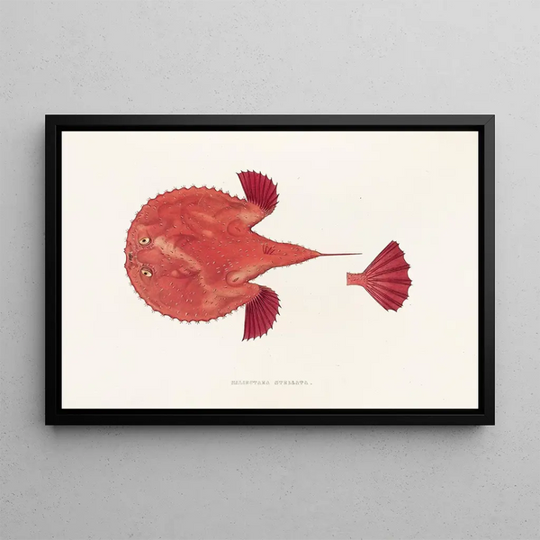 Fauna japonica Pl097 - Philipp Franz Balthasar von Siebold — quadro incorniciato alla parete