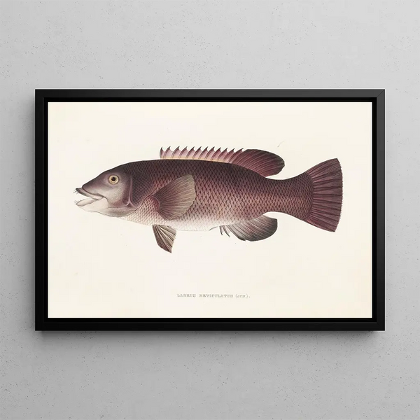 Fauna japonica Pl098 - Philipp Franz Balthasar von Siebold — quadro incorniciato alla parete