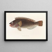 Fauna japonica Pl106 - Philipp Franz Balthasar von Siebold — quadro incorniciato alla parete