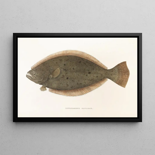 Fauna japonica Pl111 - Philipp Franz Balthasar von Siebold — quadro incorniciato alla parete